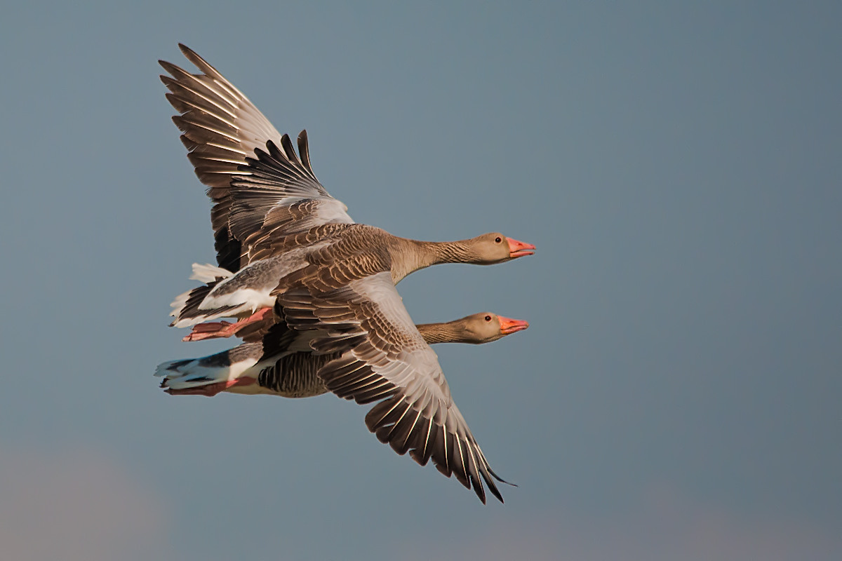 Flying Chioggia .....