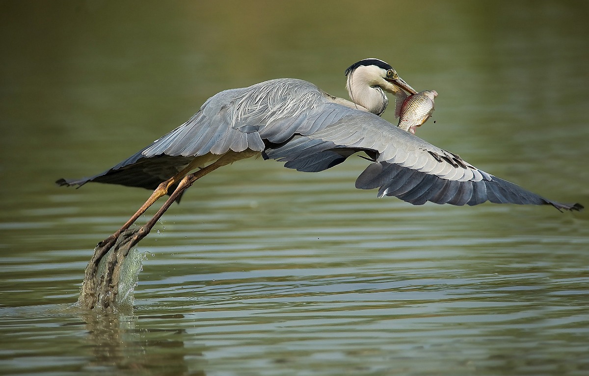 usually gray heron ..... but especially