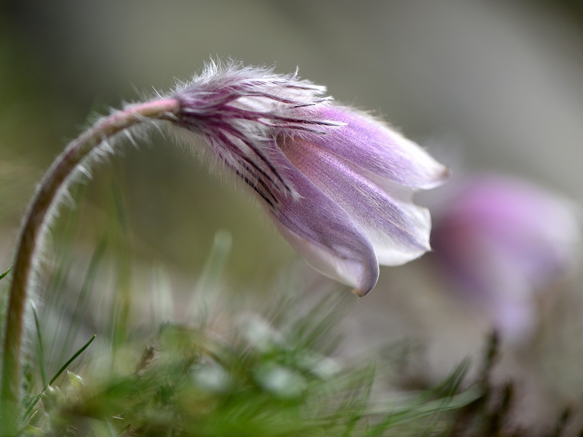 Pulsatilla Vernalis 2