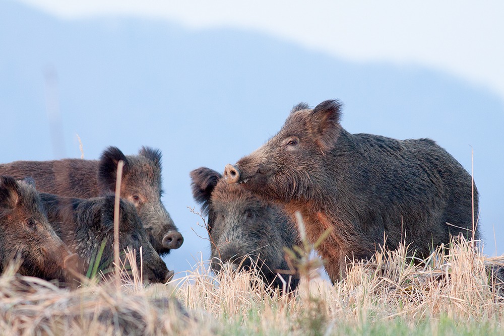 Wild boars