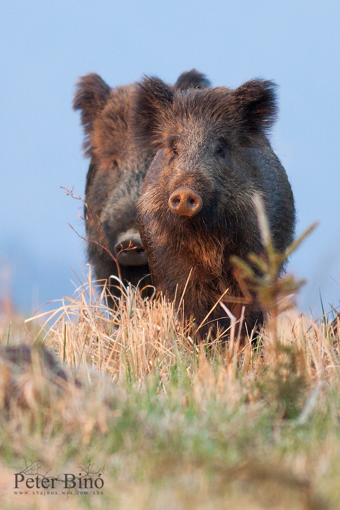 Wild boars