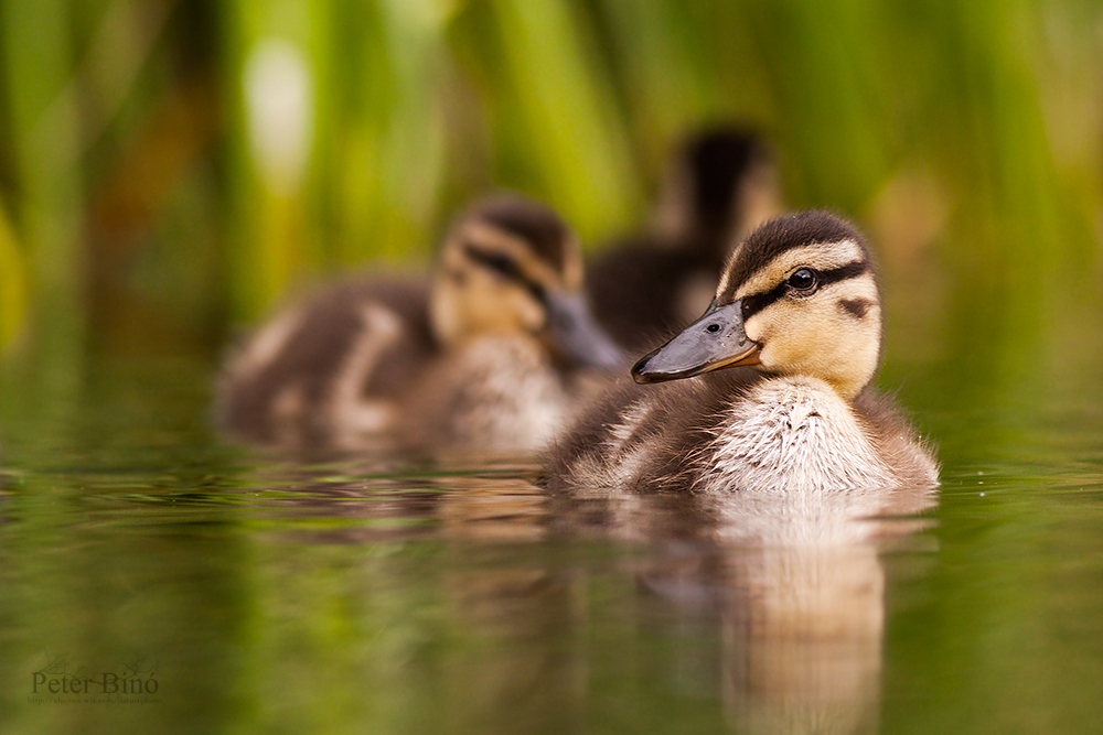 Ducklings