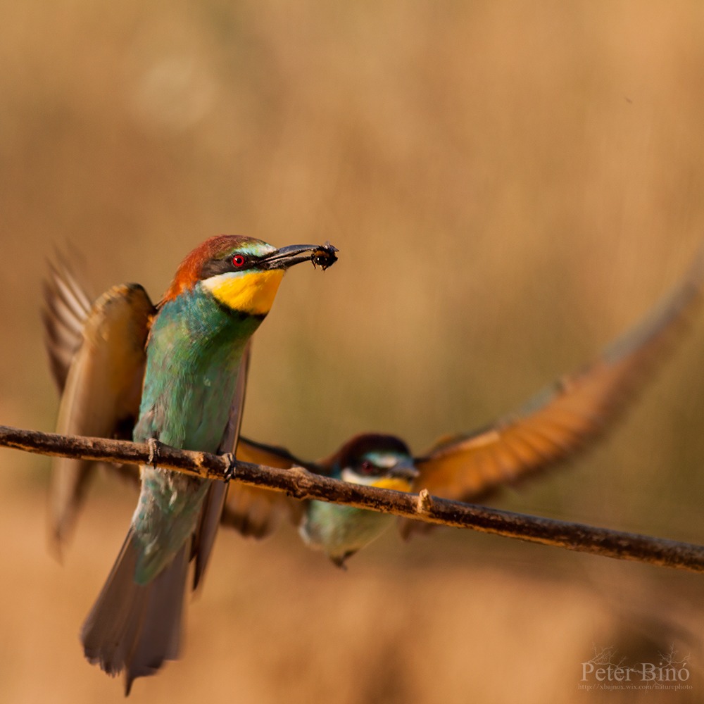 Bee-eaters