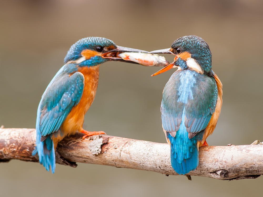 Kingfishers
