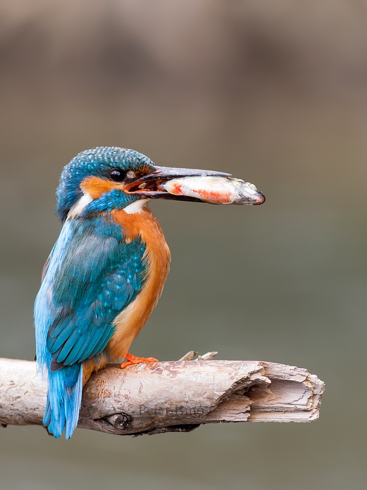 Kingfisher