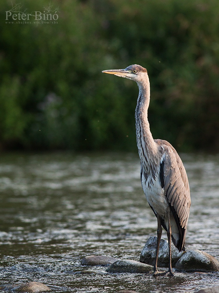 Grey heron
