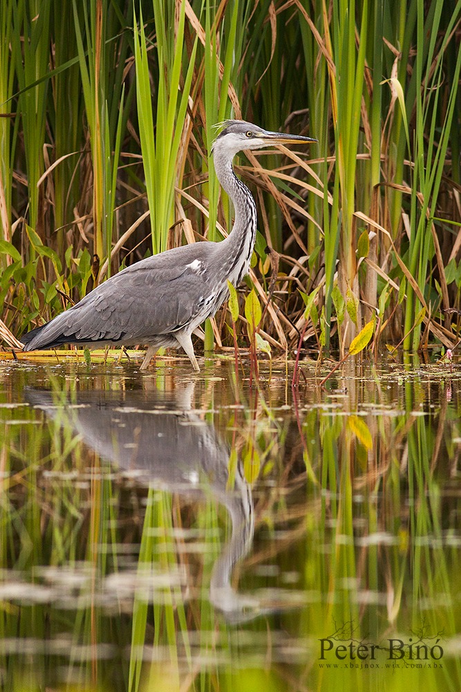 Grey heron