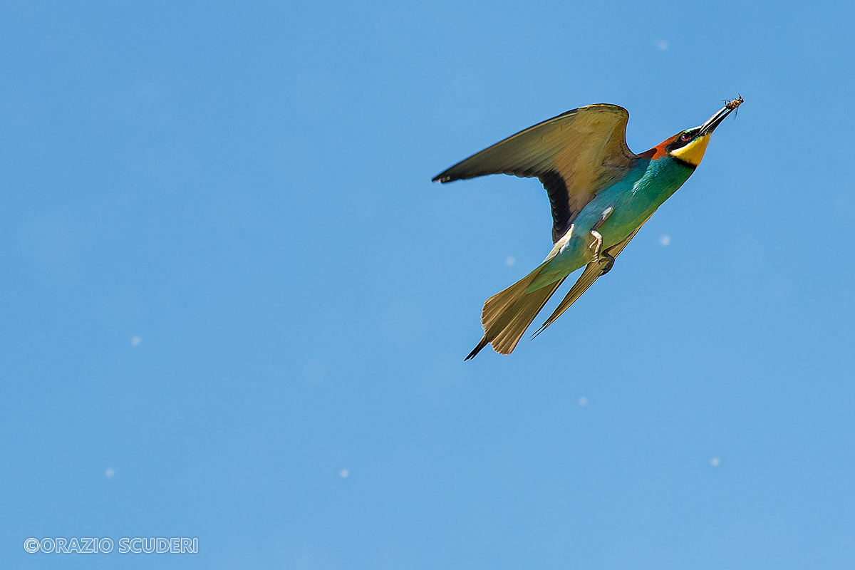 Merops apiaster