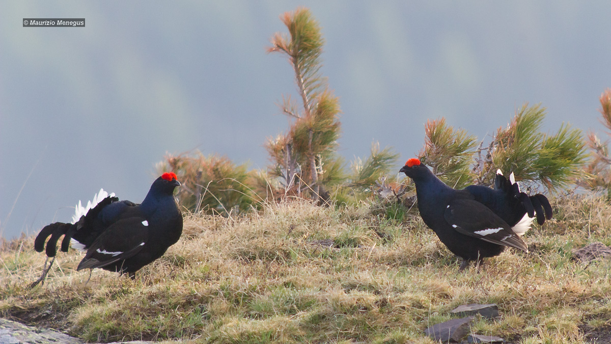 Fagiani di monte in 16:9