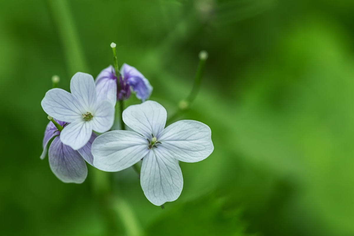 Flower in a green light