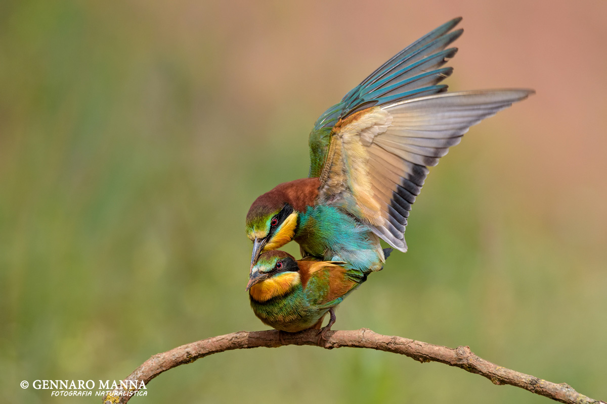 Eater (Merops apiaster)