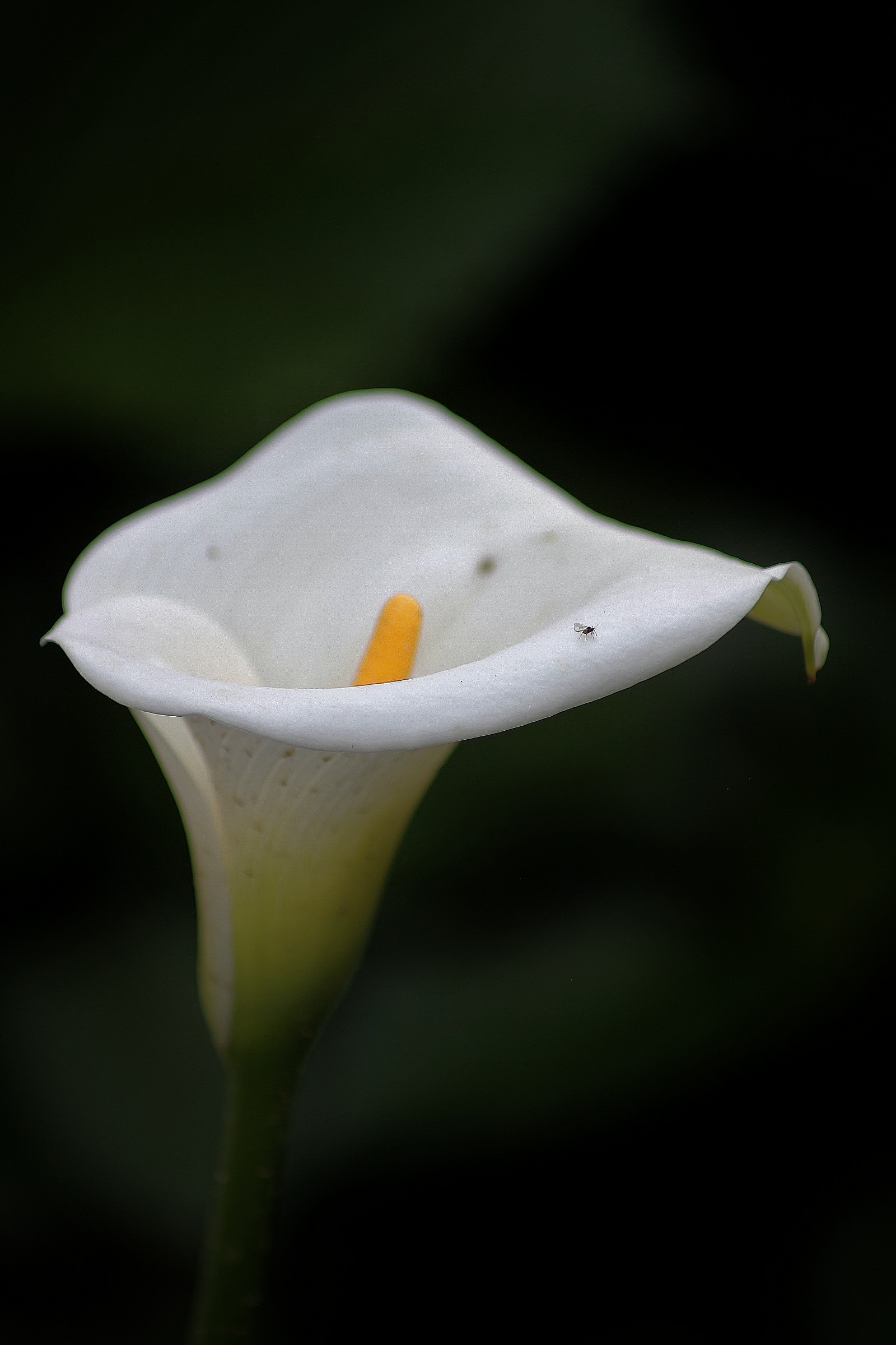 calla bianca
