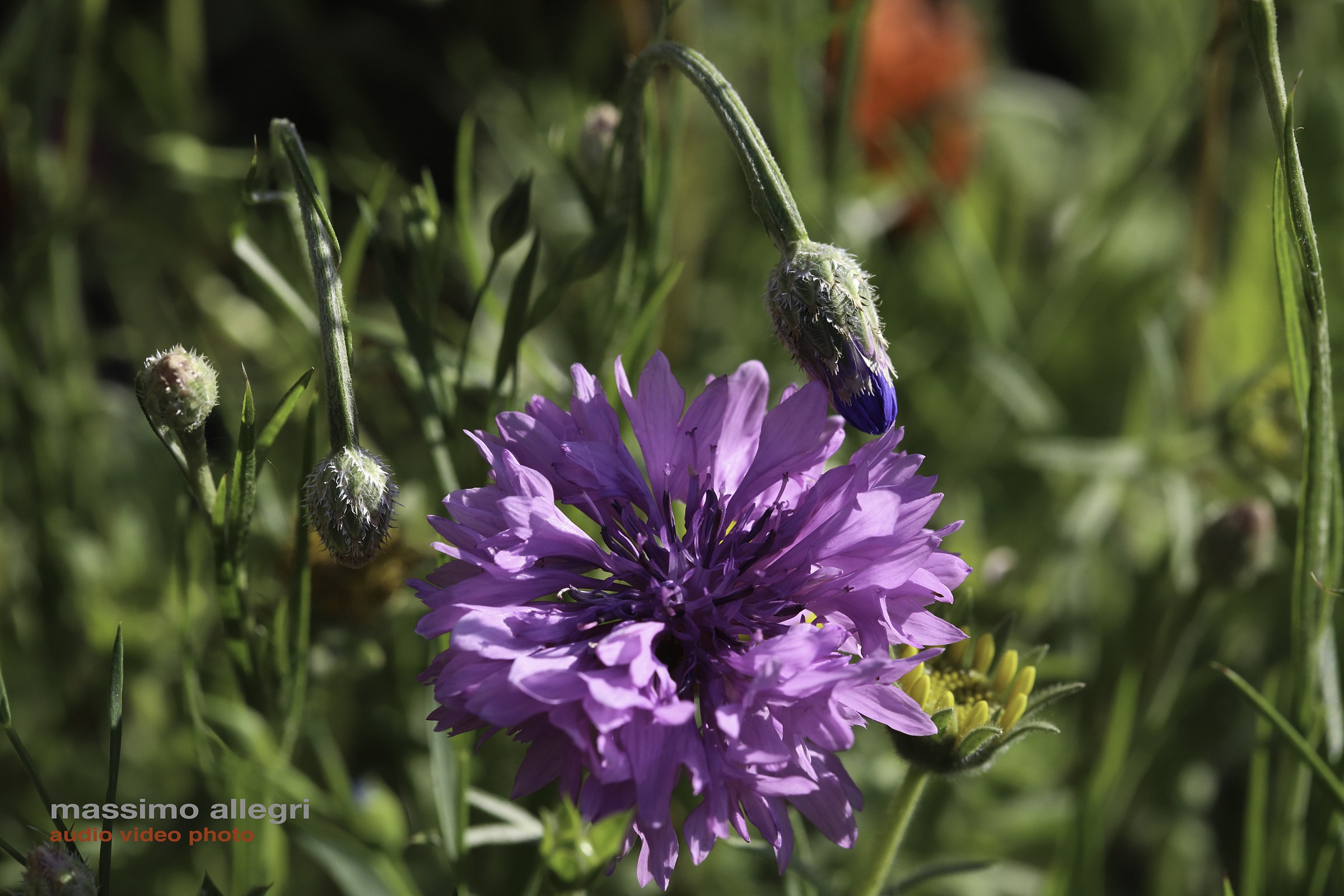 Cornflower