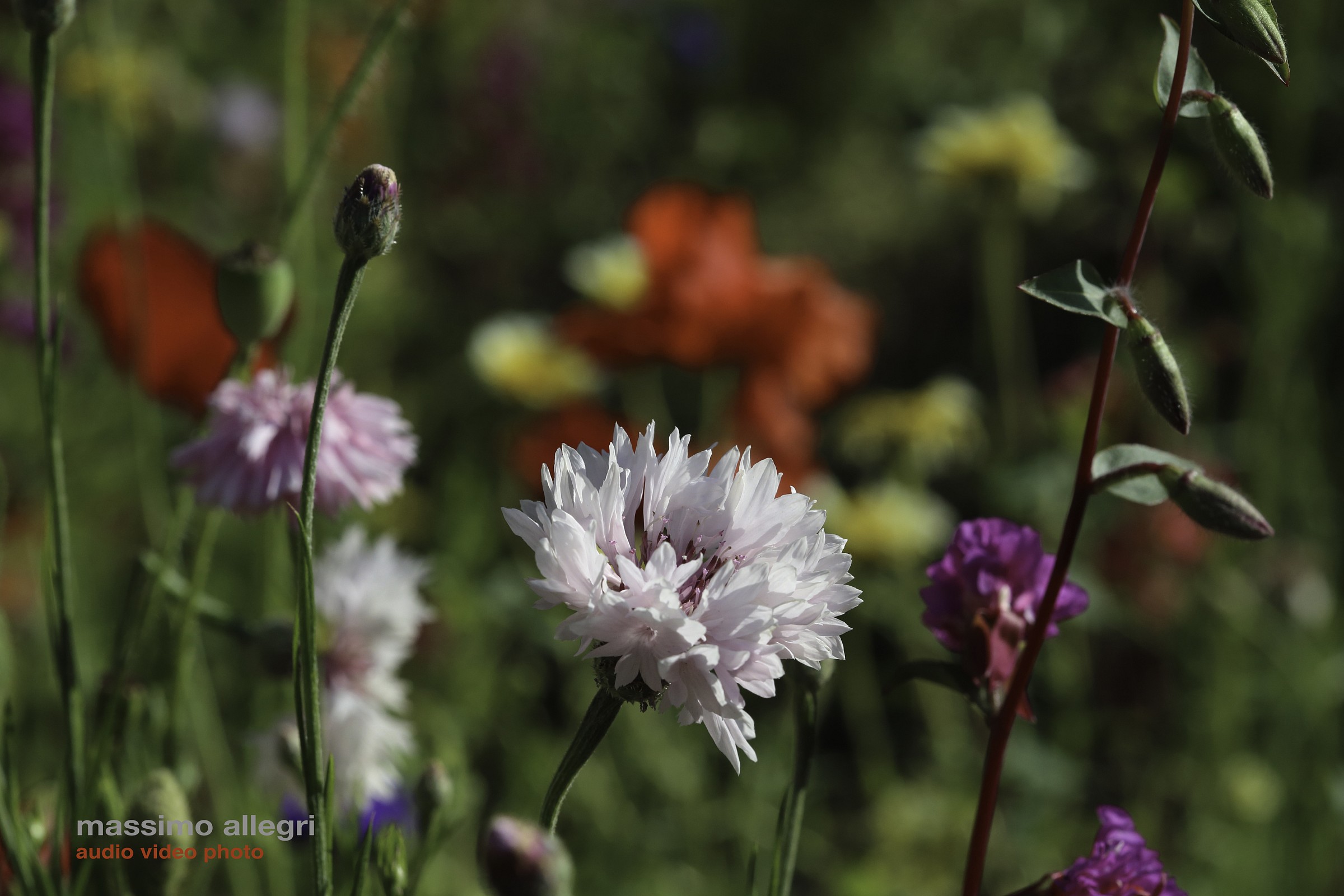 White cornflower