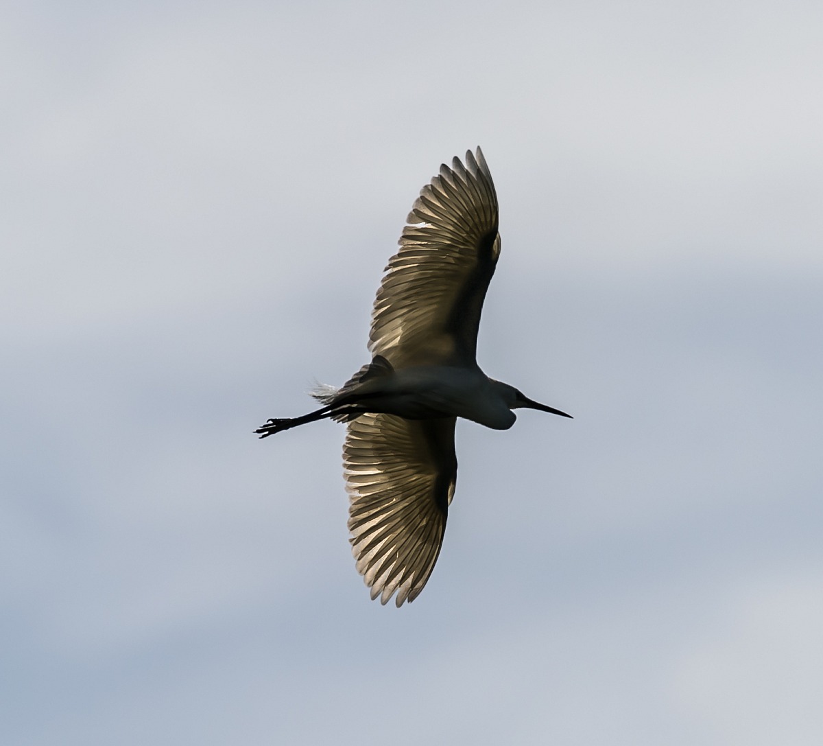 Transparency in flight ..