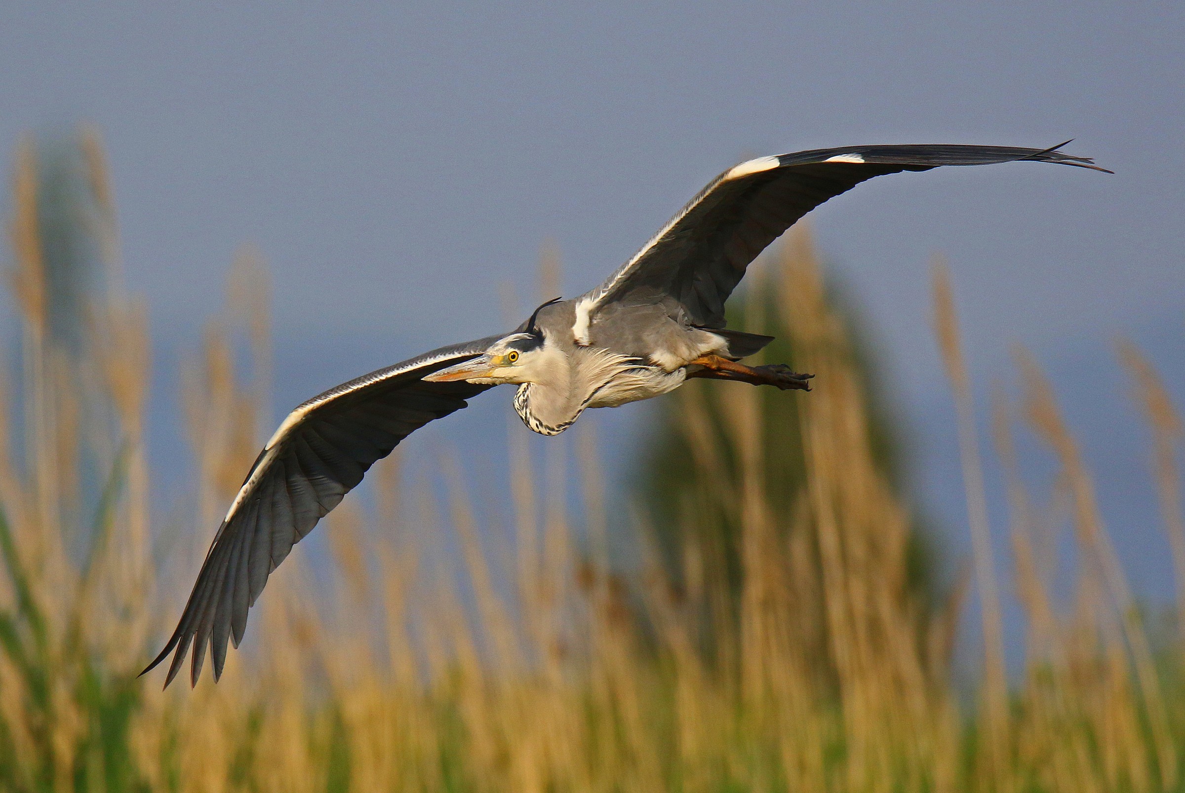 His Majesty 'the heron