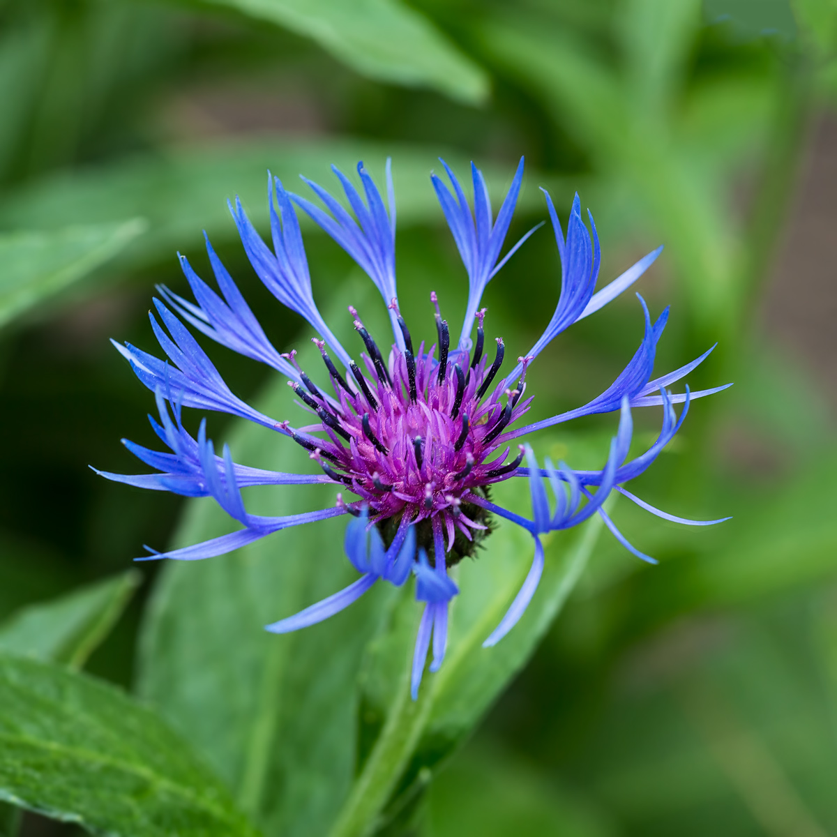 Centaurea montana