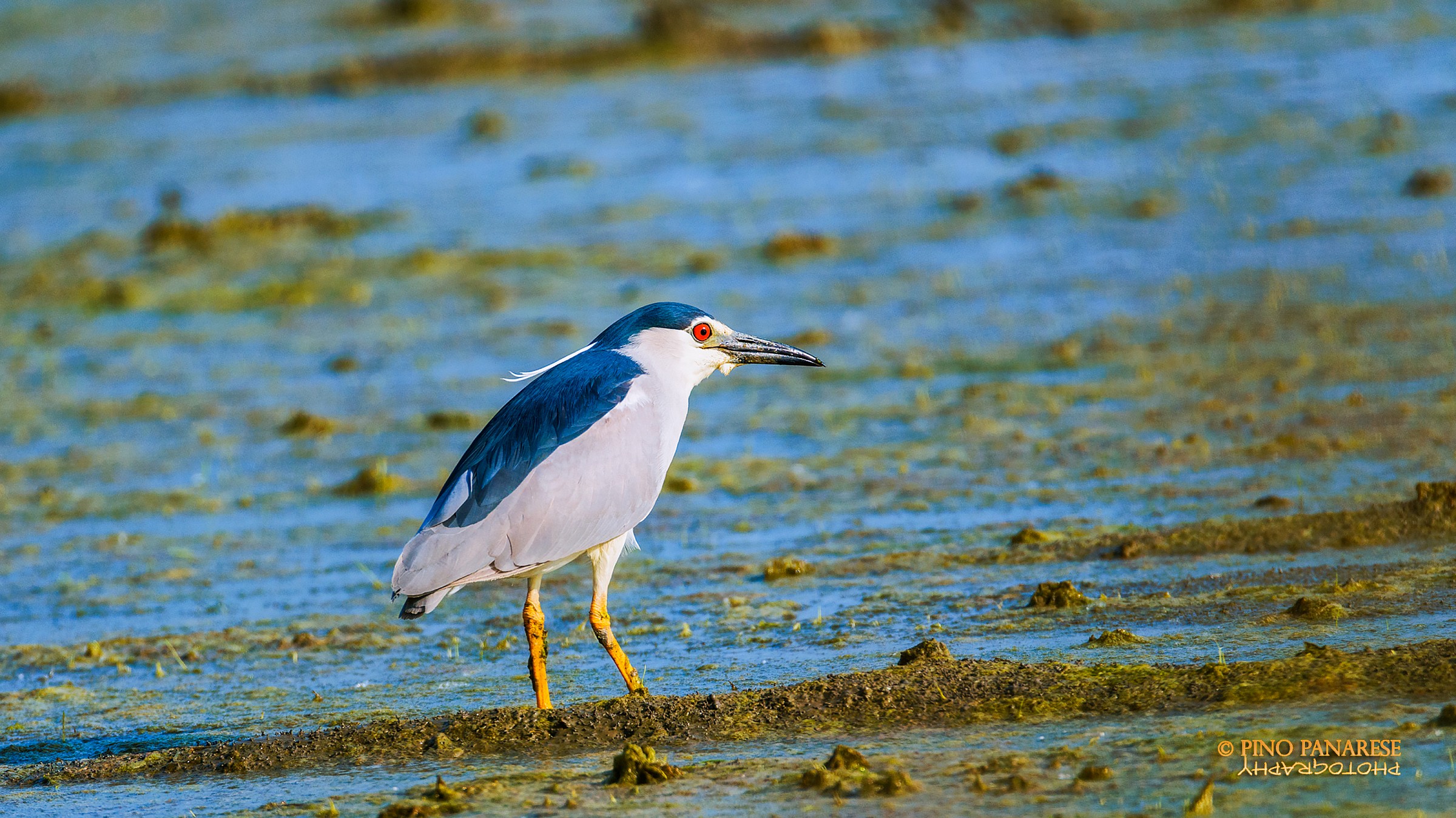 Night Heron