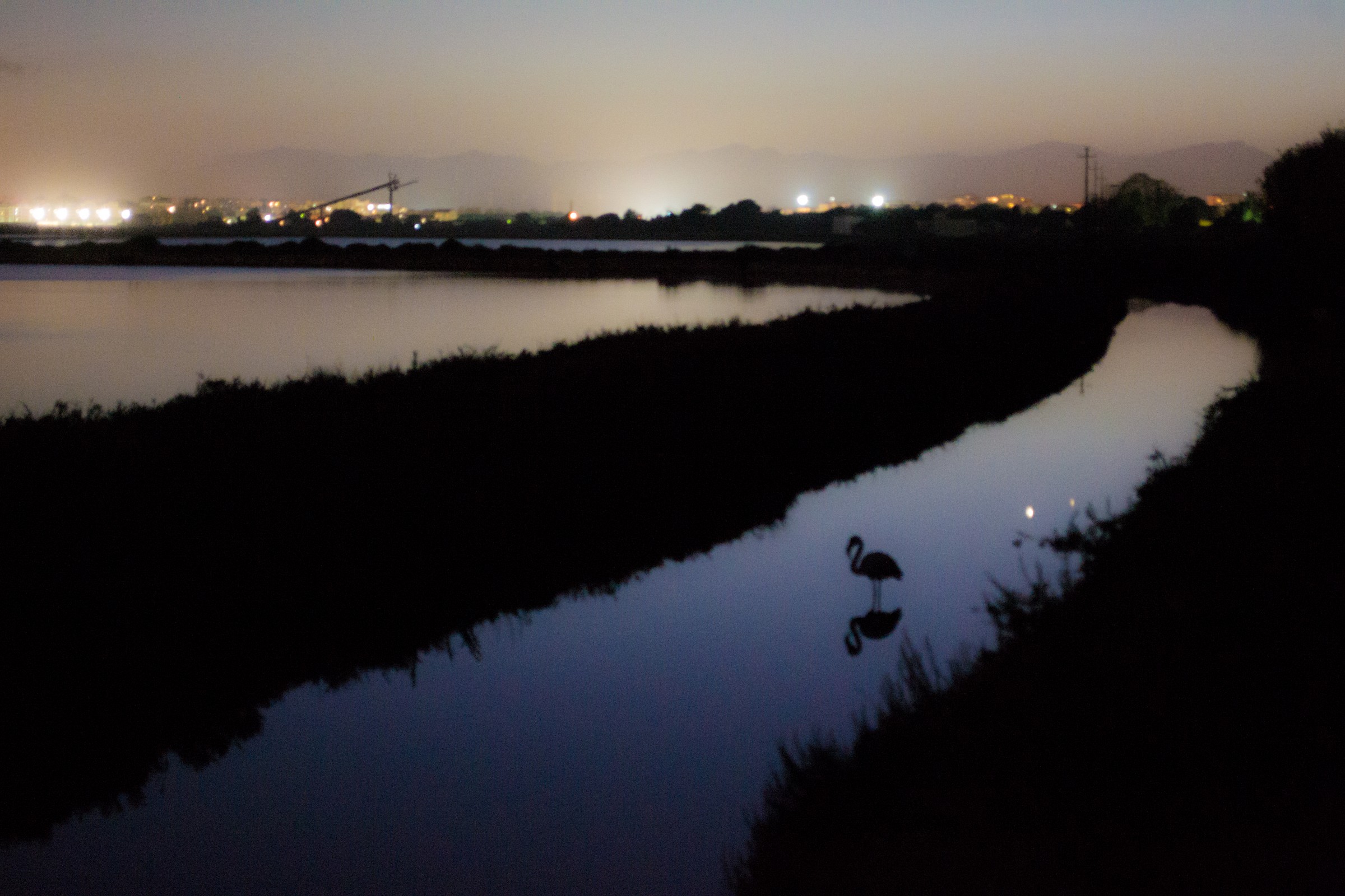 The Hamlet fenicotteriano