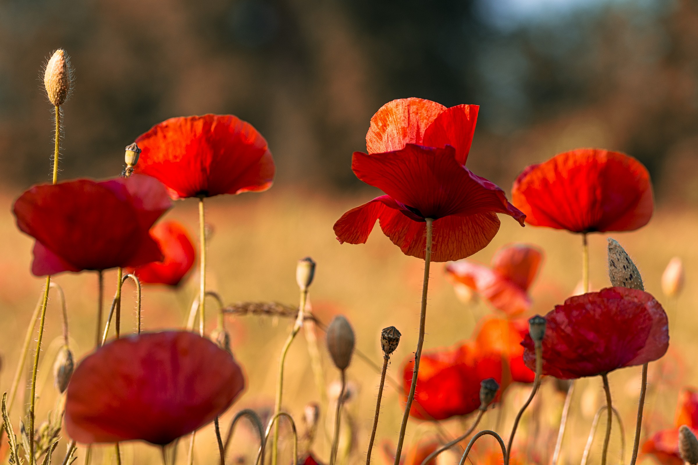 Poppies behind home at sunset