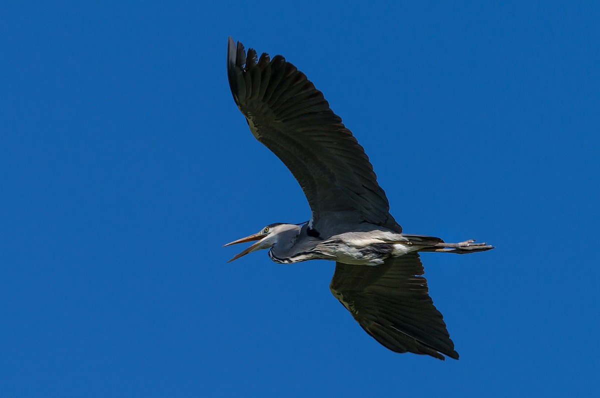 In the blue painted blue ...
