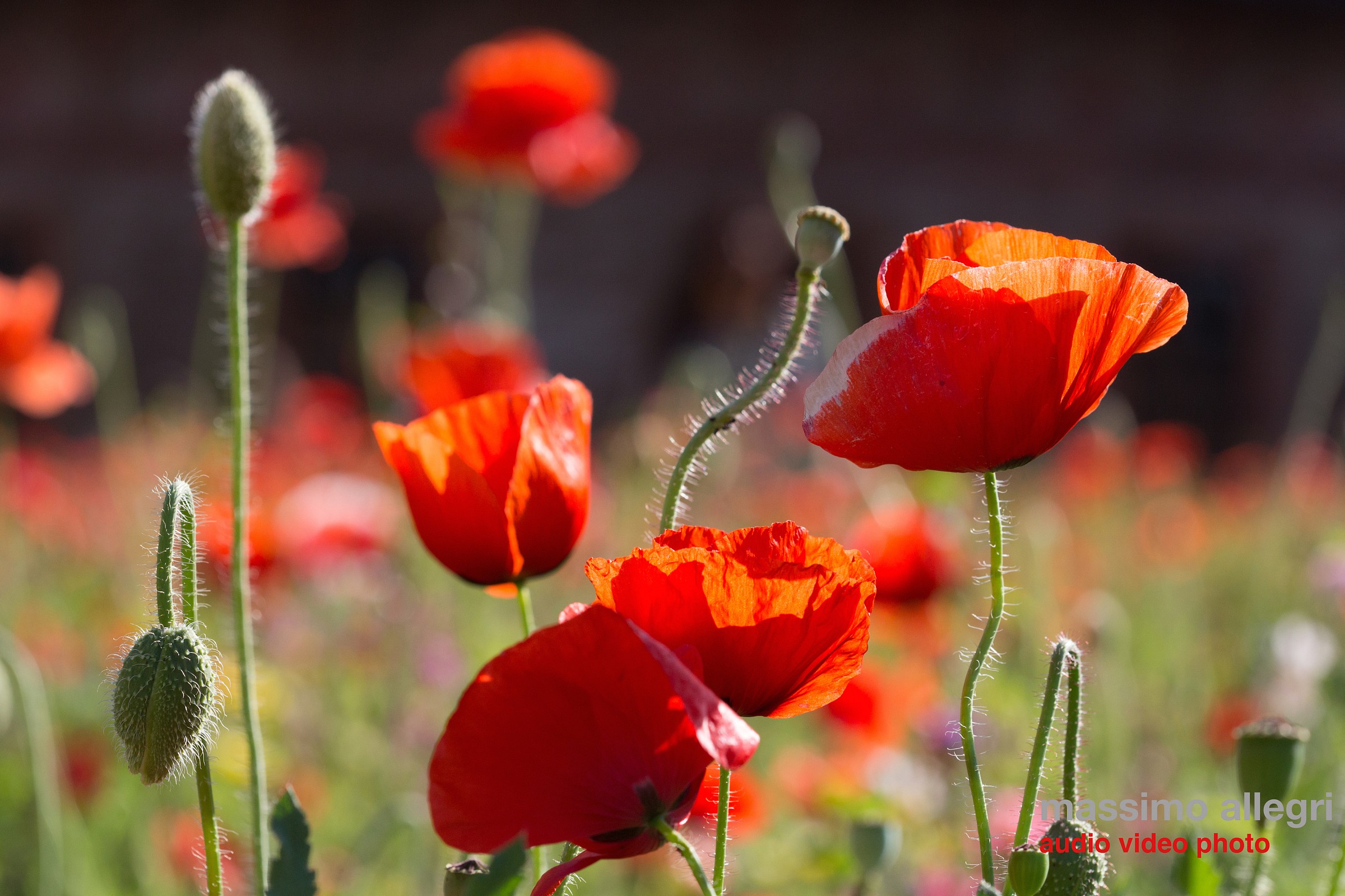 Poppies tossed by the wind
