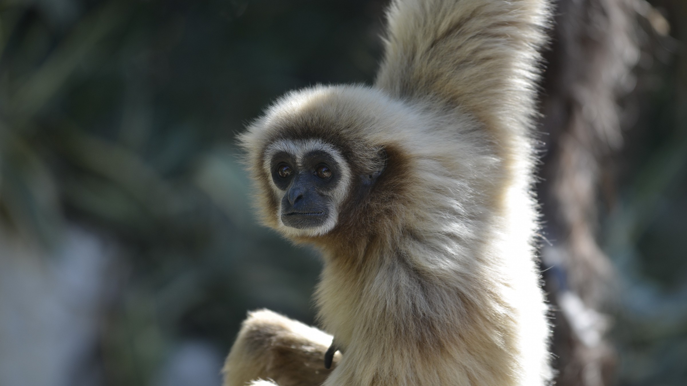 how sad ... the zoo.