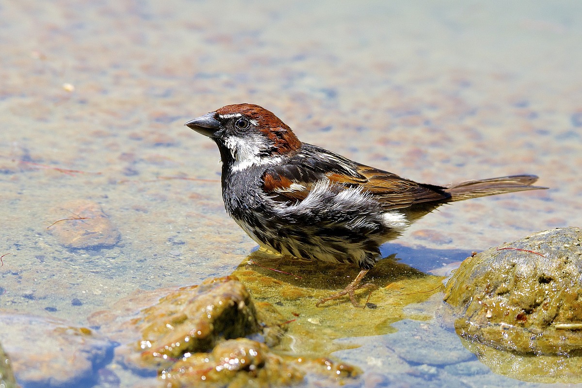Passer hispaniolensis(Passera sarda) al bagno