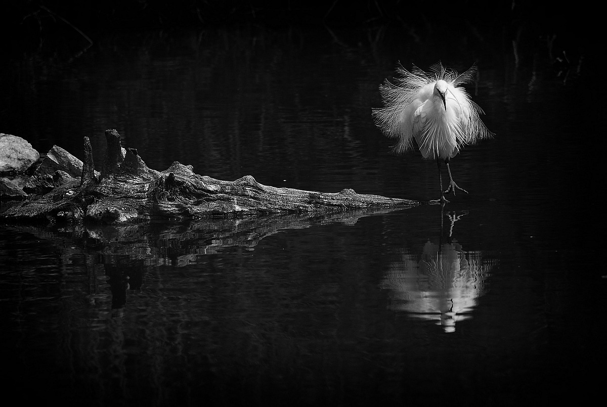 Come una ballerina...