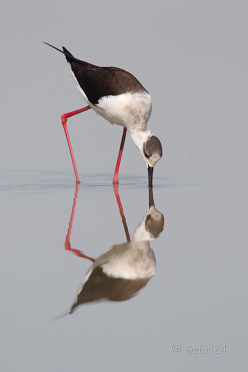 riflesso cavaliere d'Italia