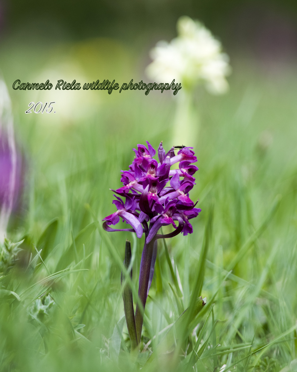 Palmata orchid (Dactylorhiza sambucina)
