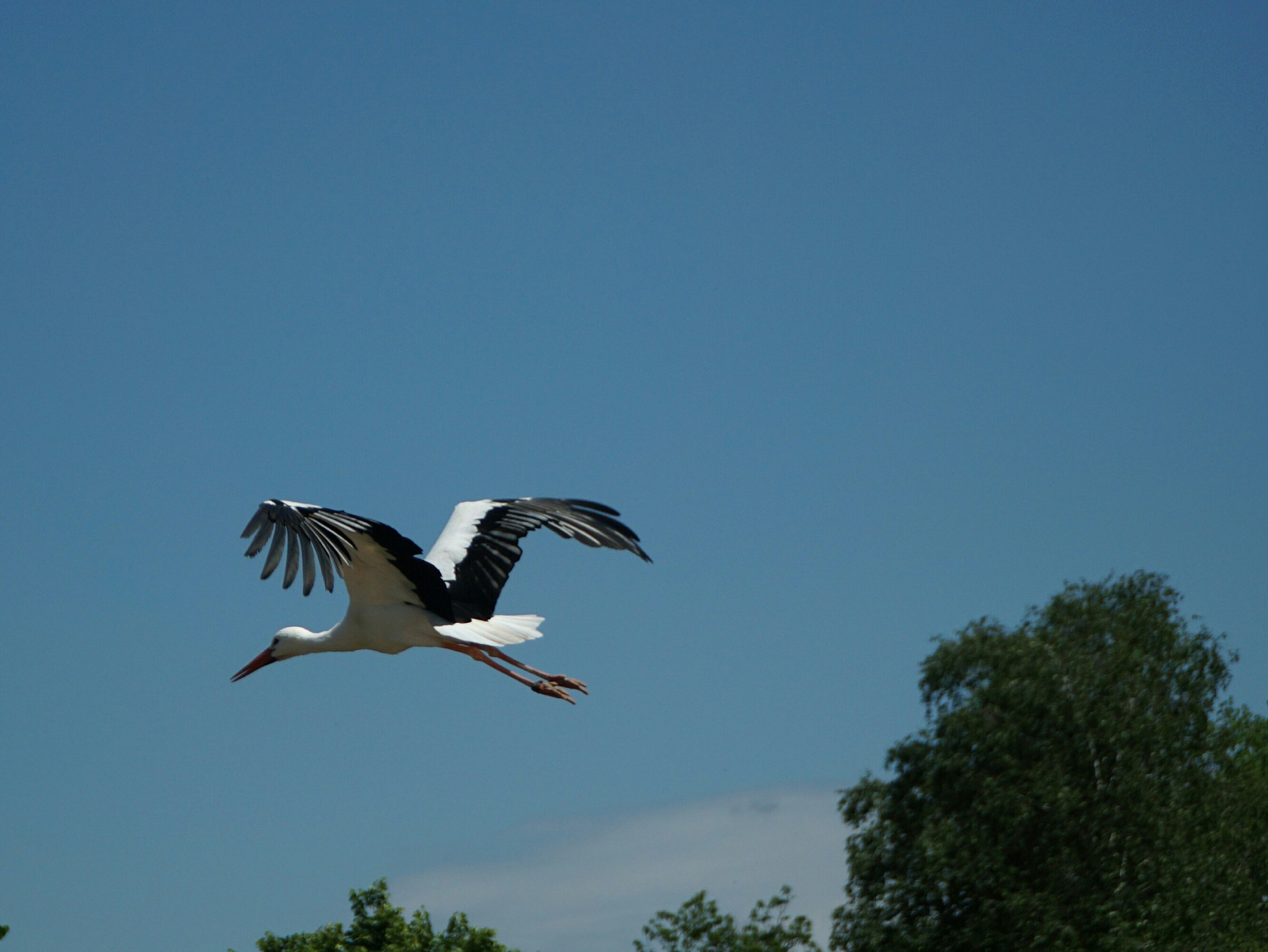 E anche questo l'ho consegnato...