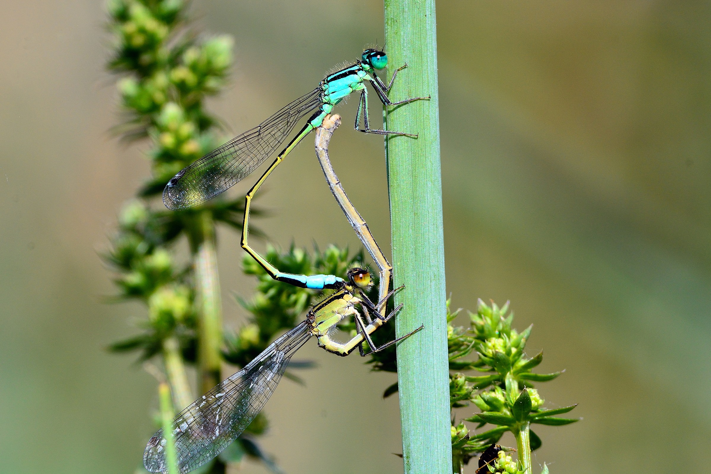 Damigelle in accoppiamento