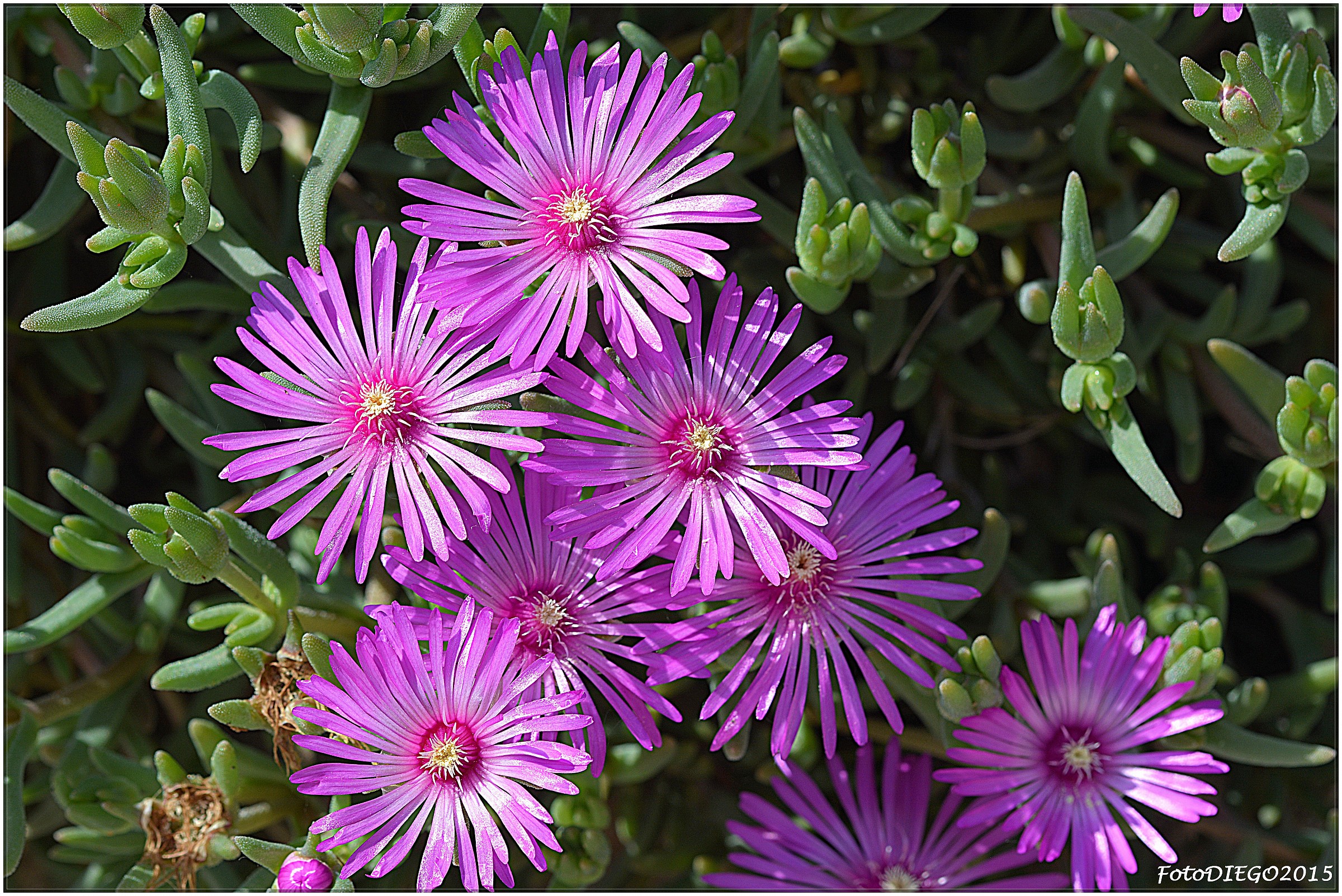Delosperma