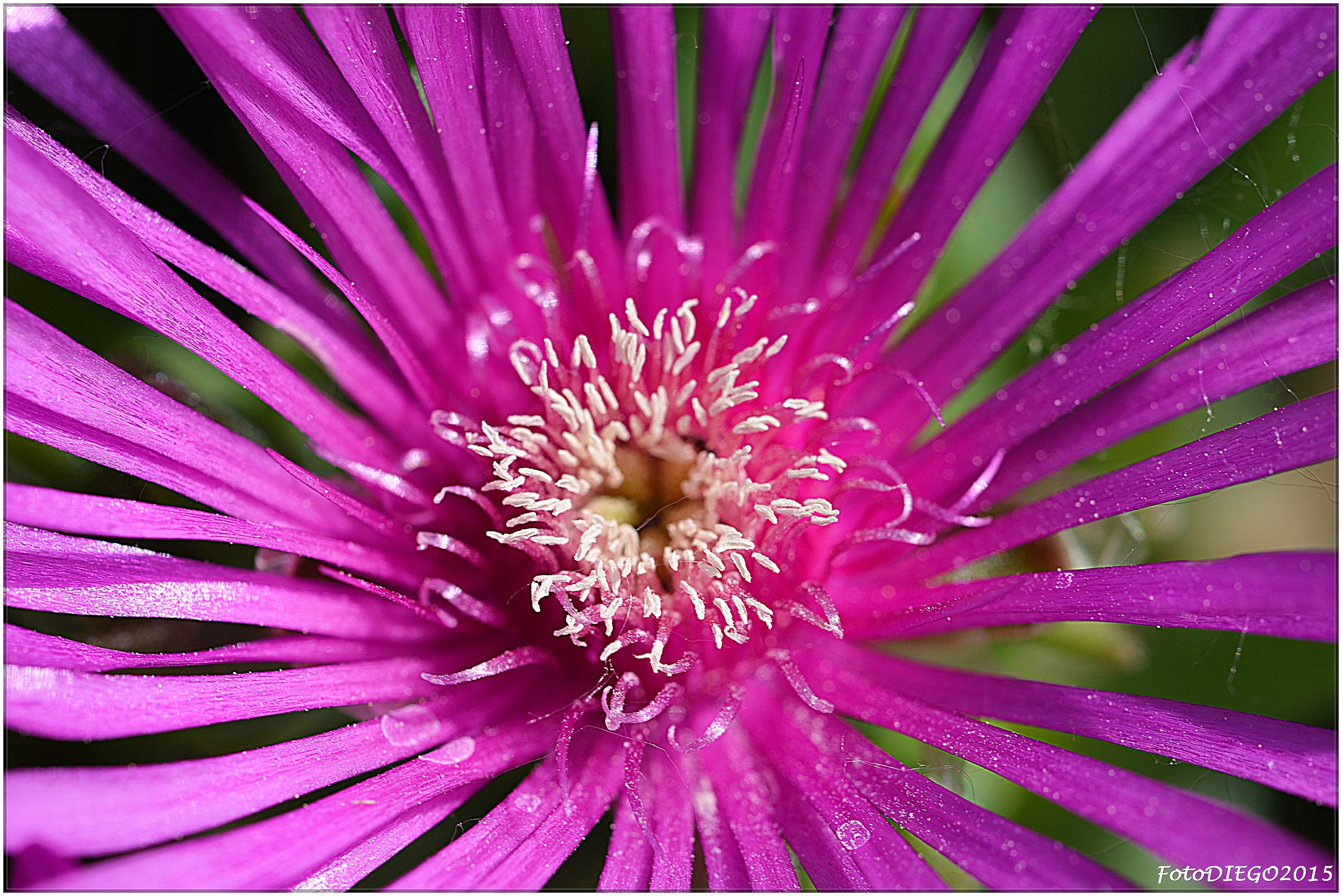 Delosperma, particolare