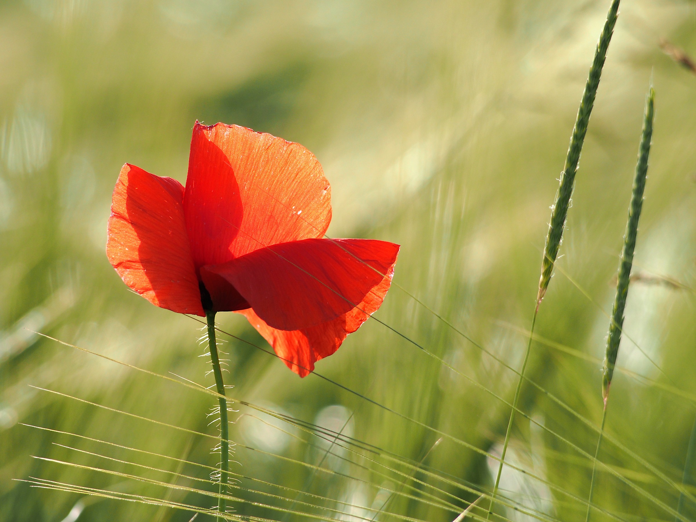 Poppy against light