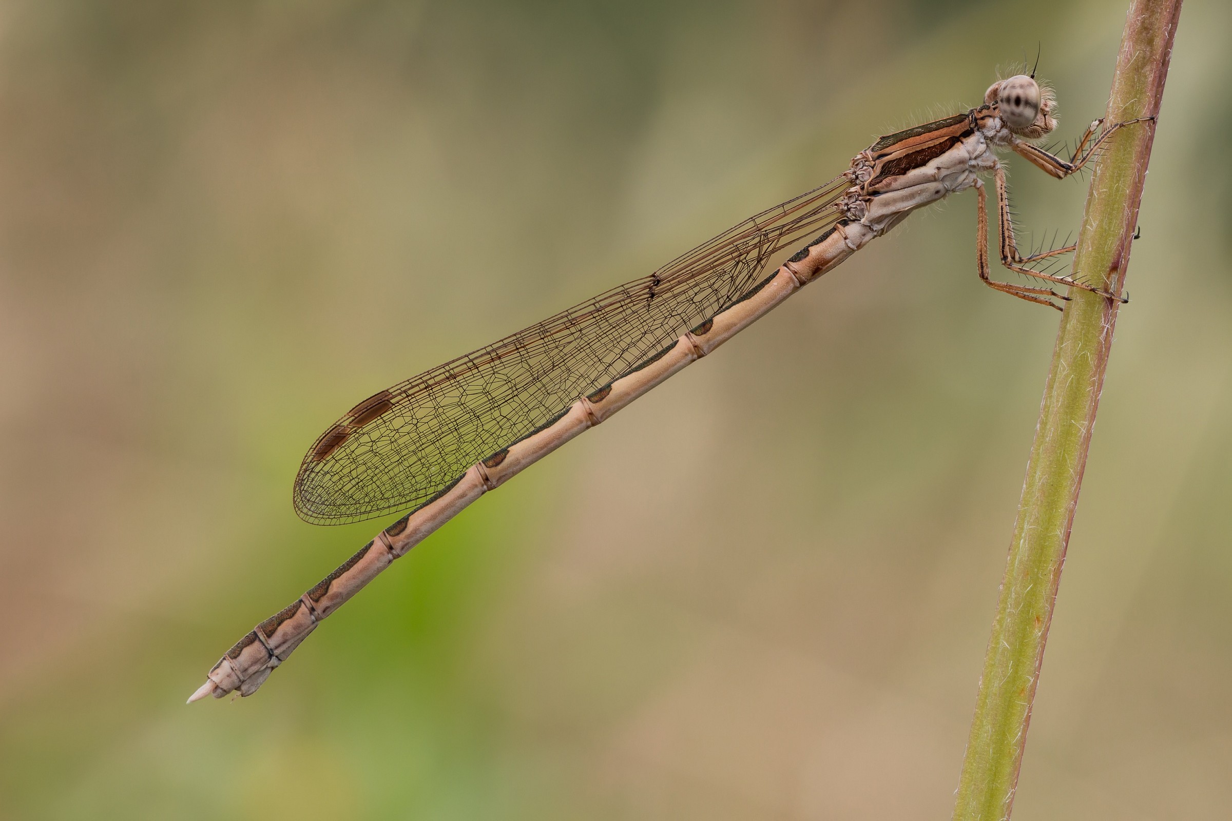 Sympecma Fusca (Vander Linden, 1820), femmina