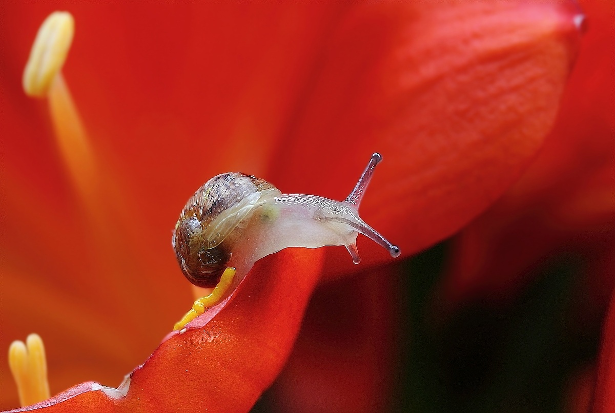 Small snail 2