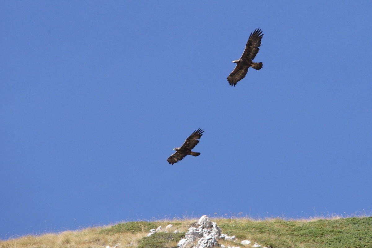 Aquile dal Gran Sasso