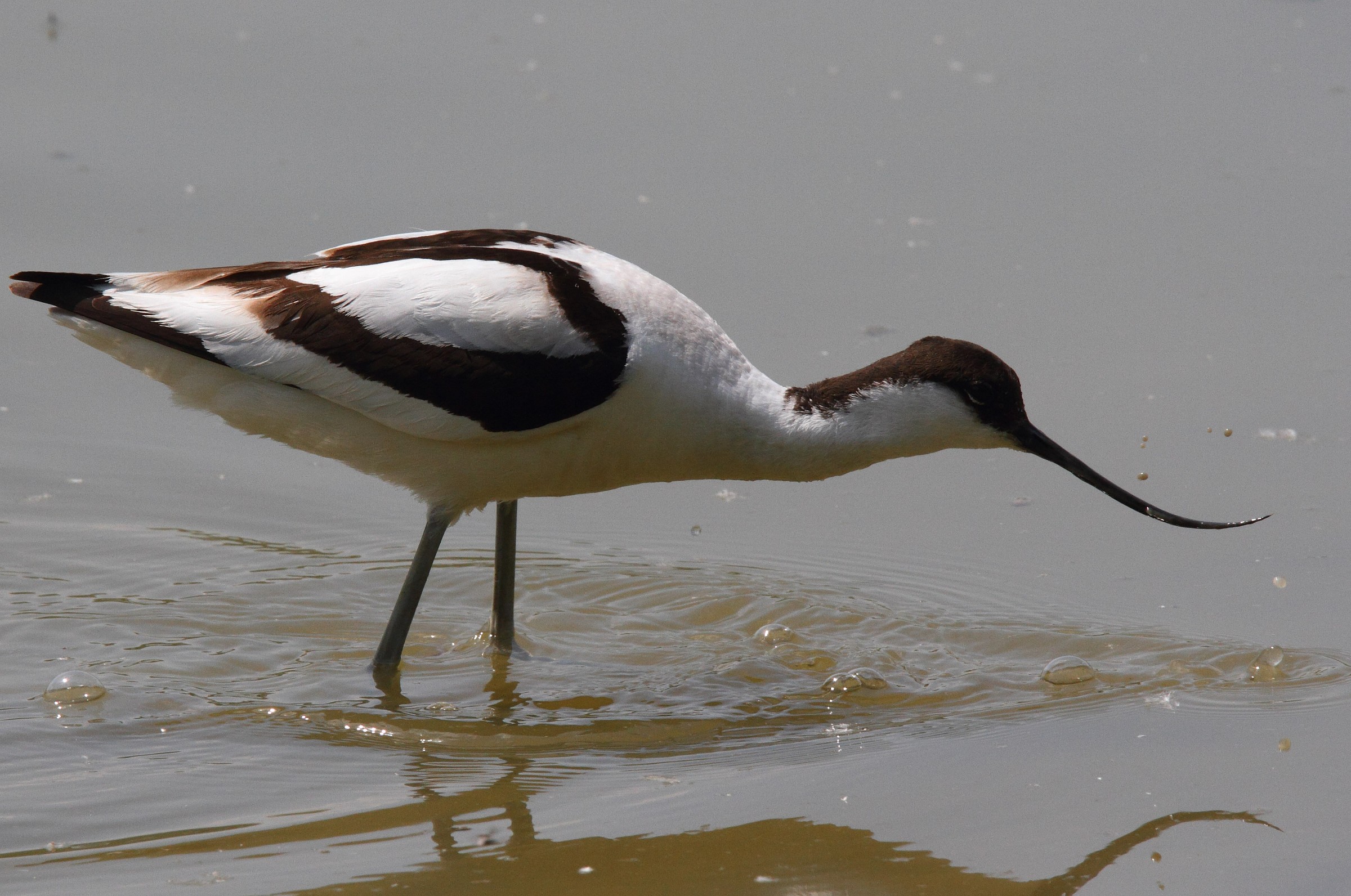 Avocet