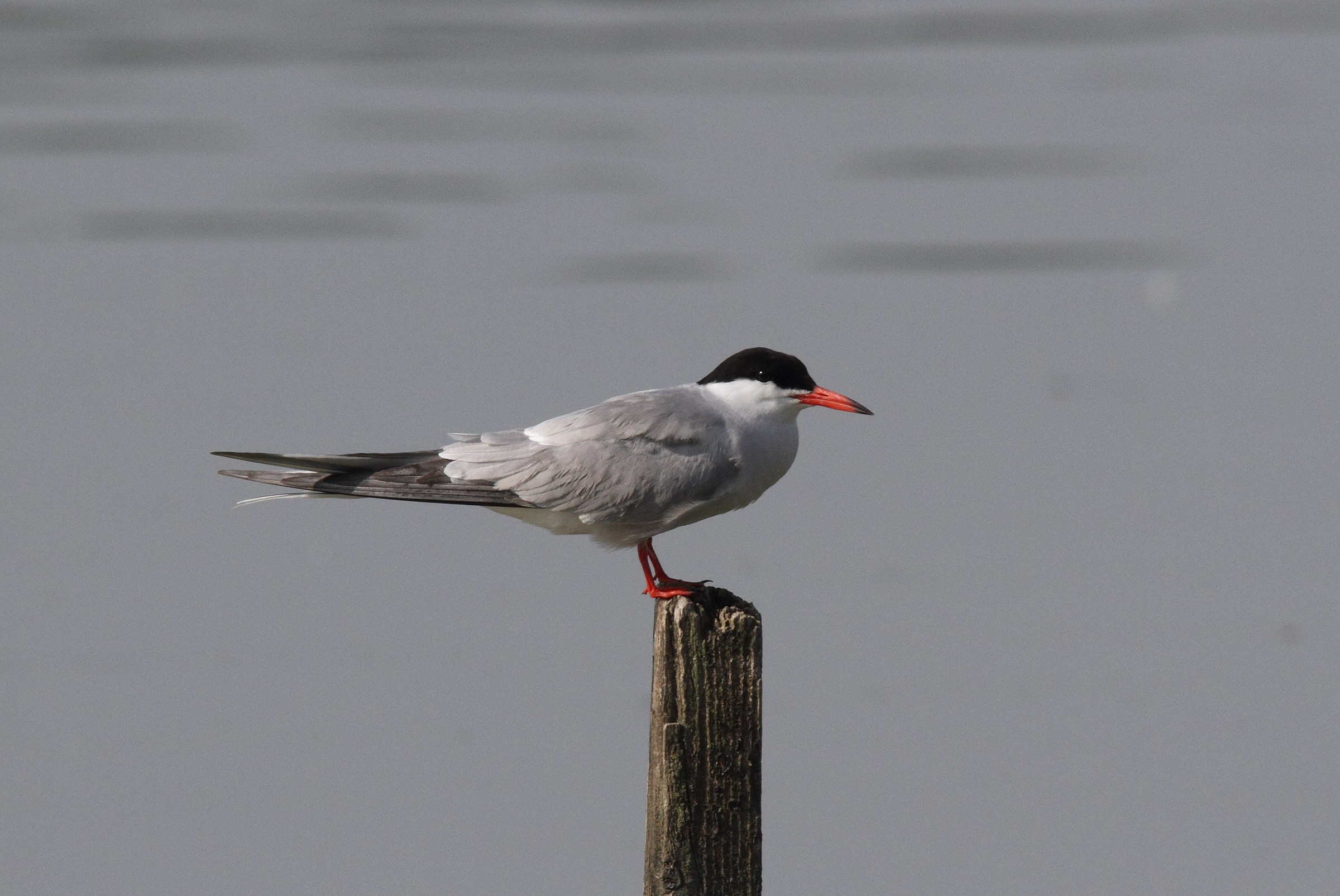 Tern