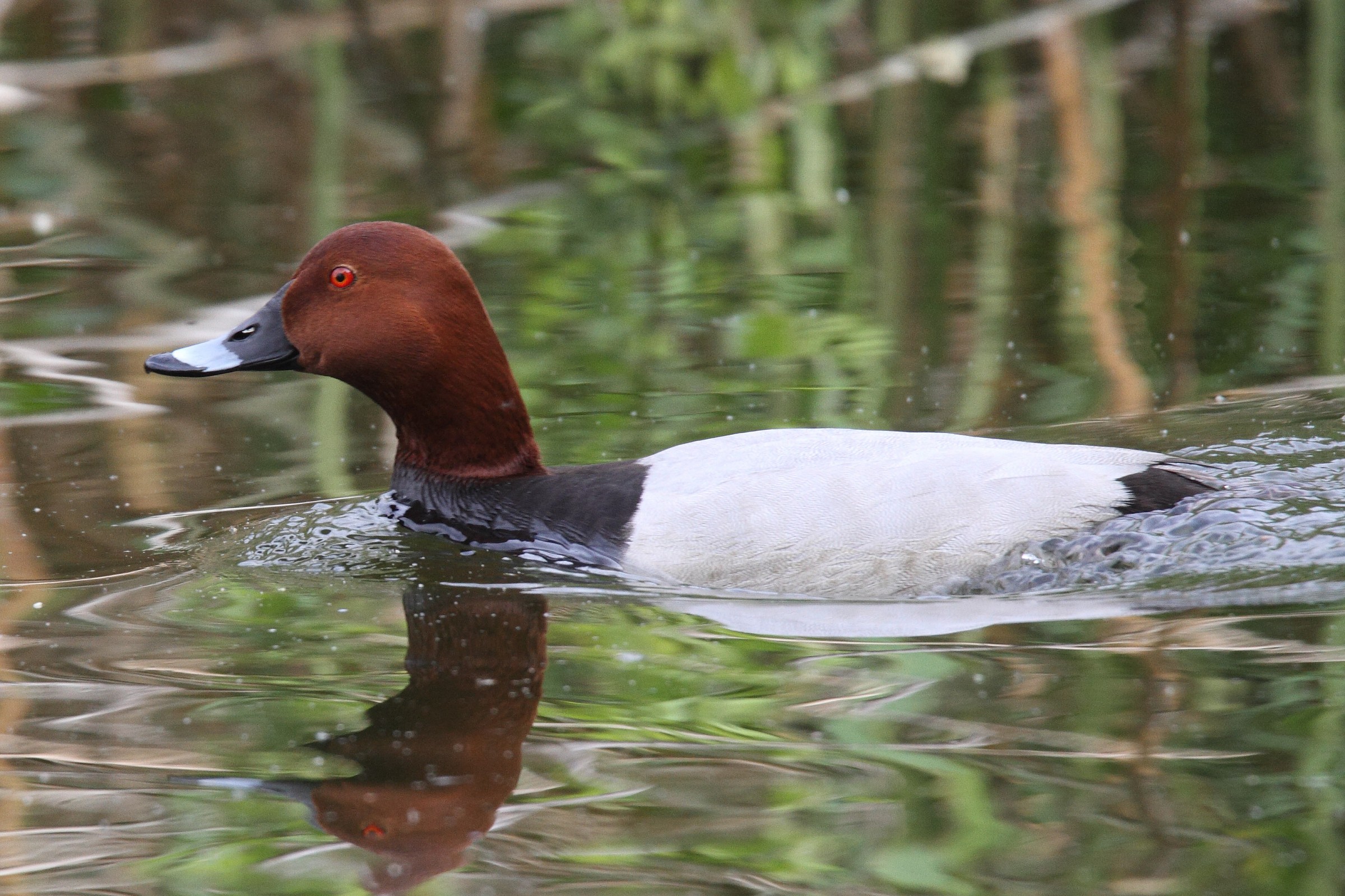 Pochard