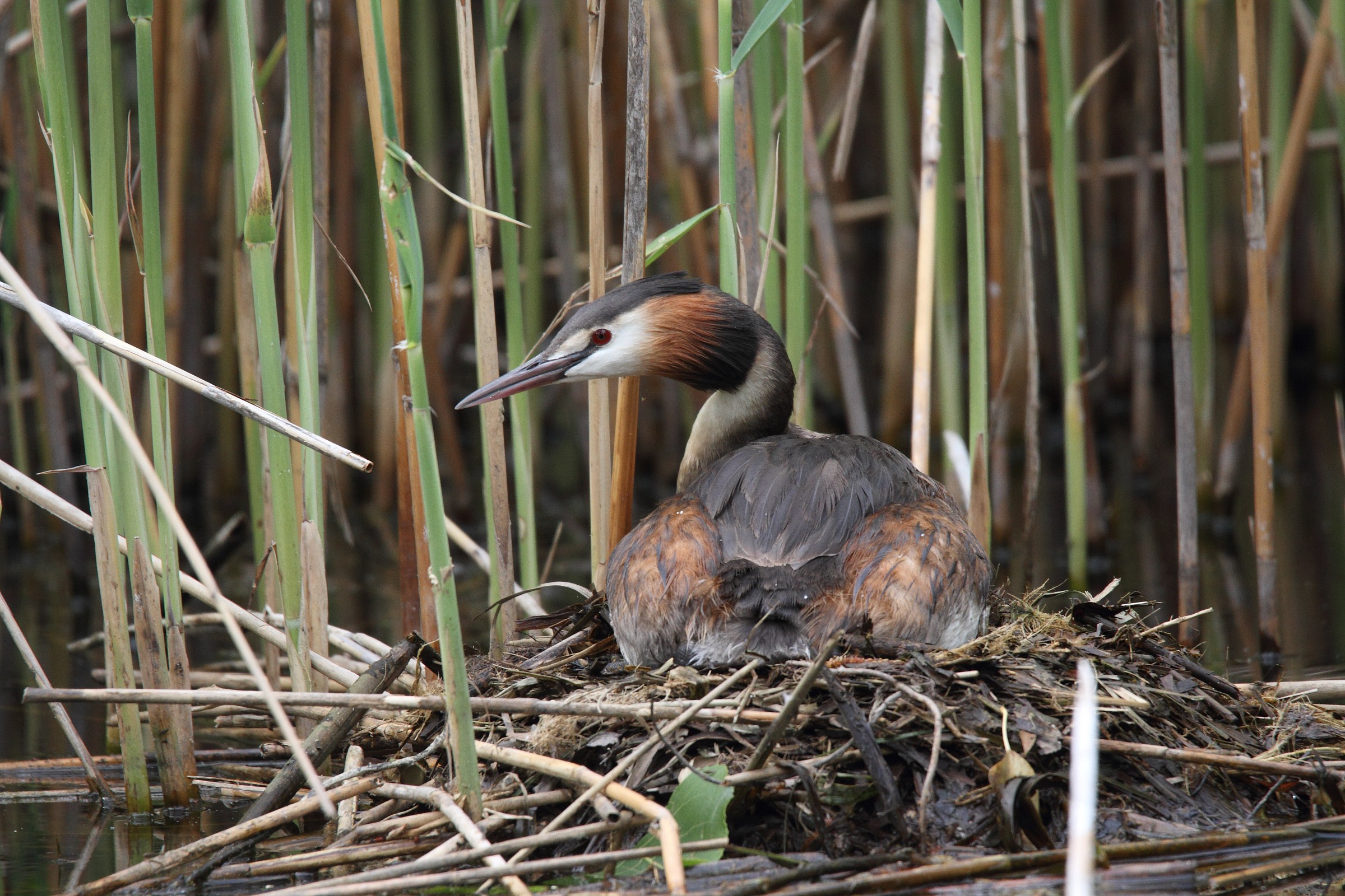 Great Crested Grebe