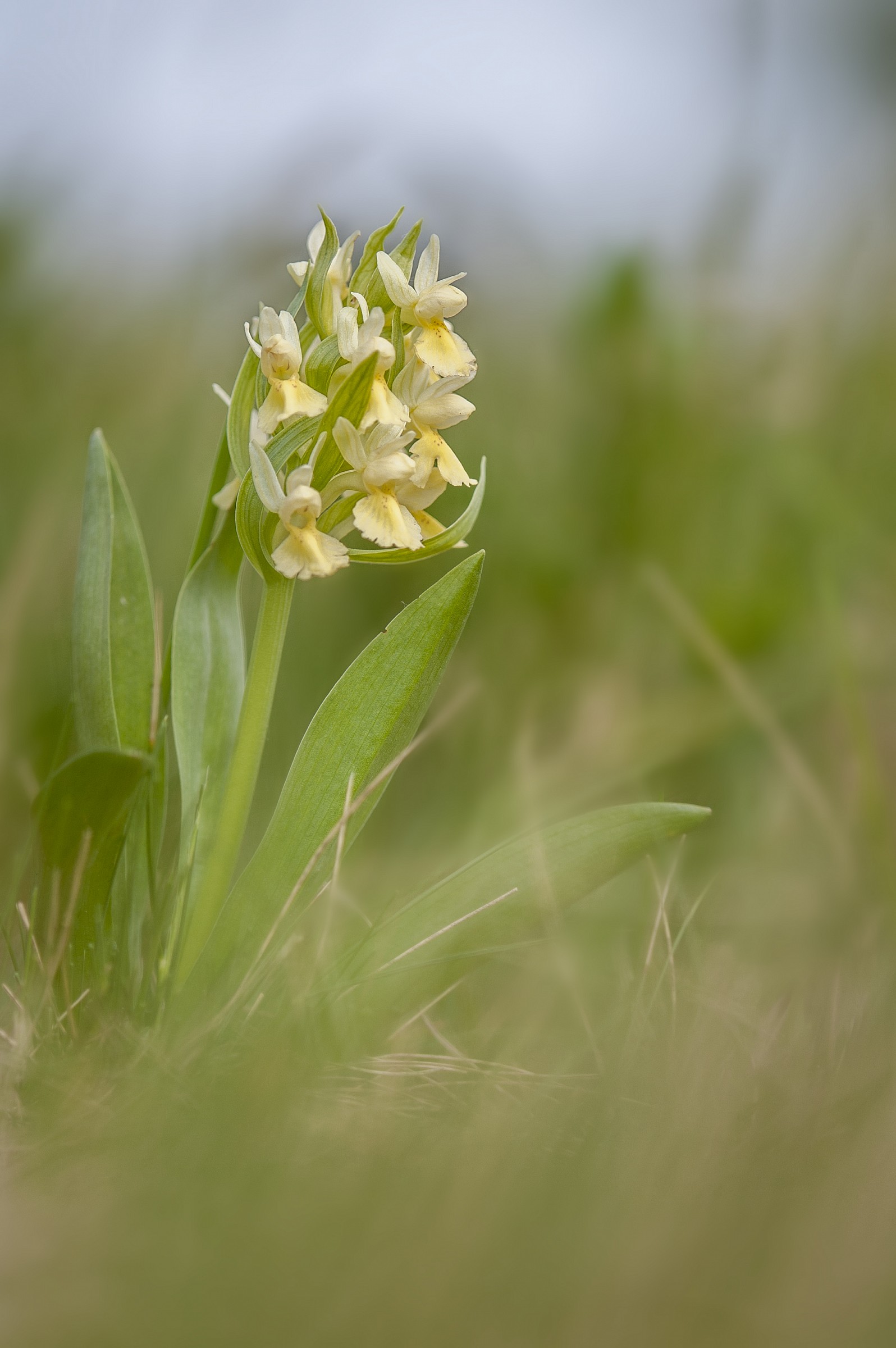 Dactylorhiza Sambucina