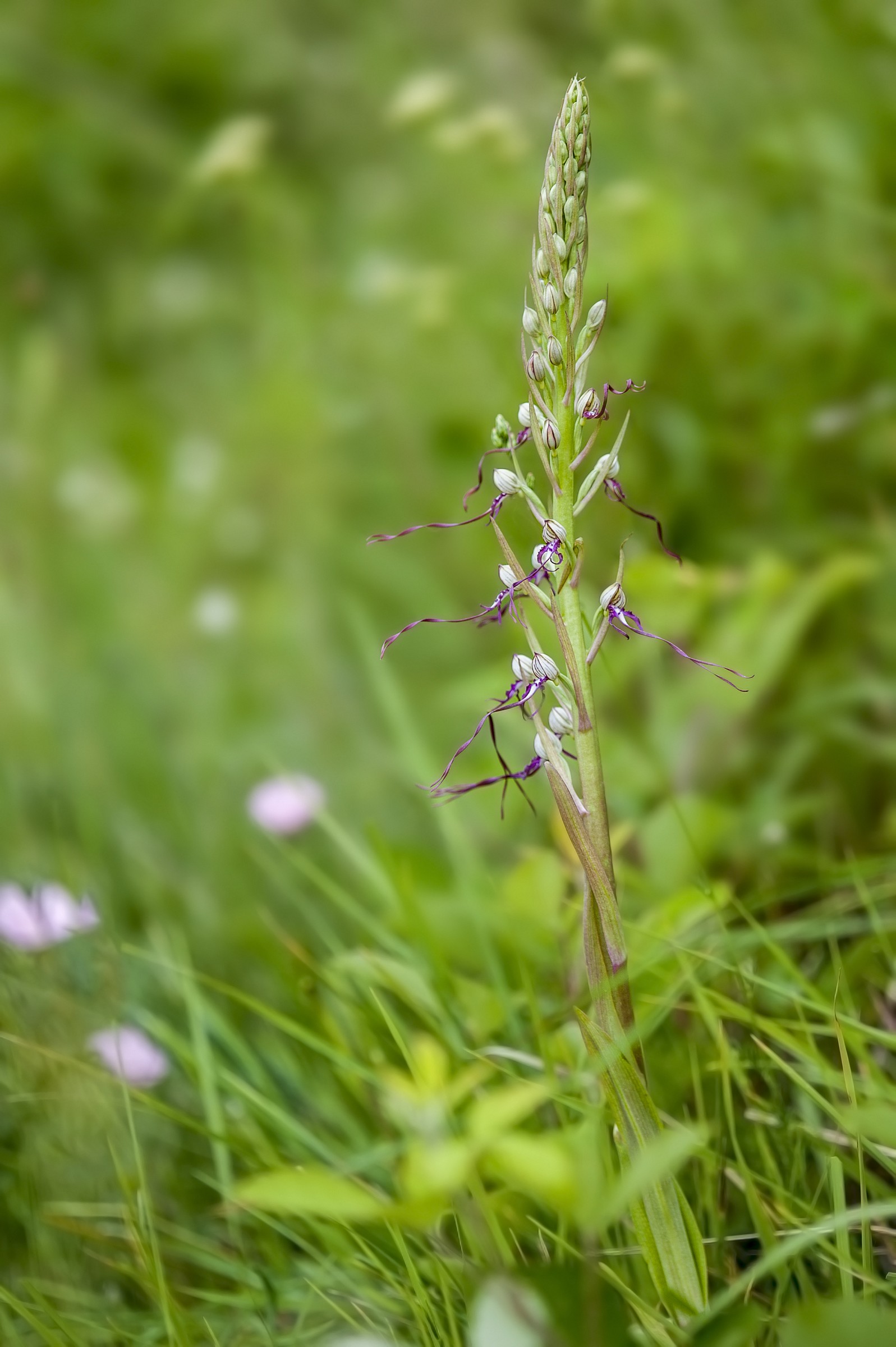 Himantoglossum Adriaticum
