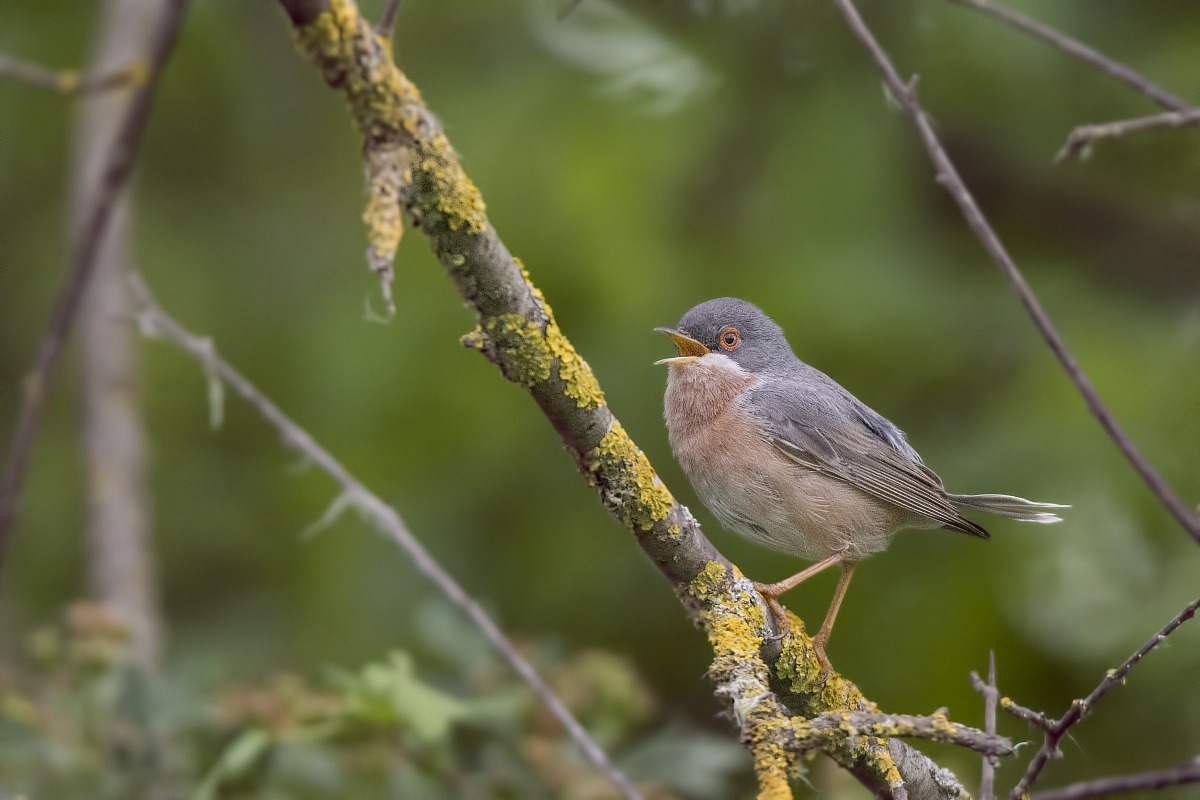 Subalpine warbler