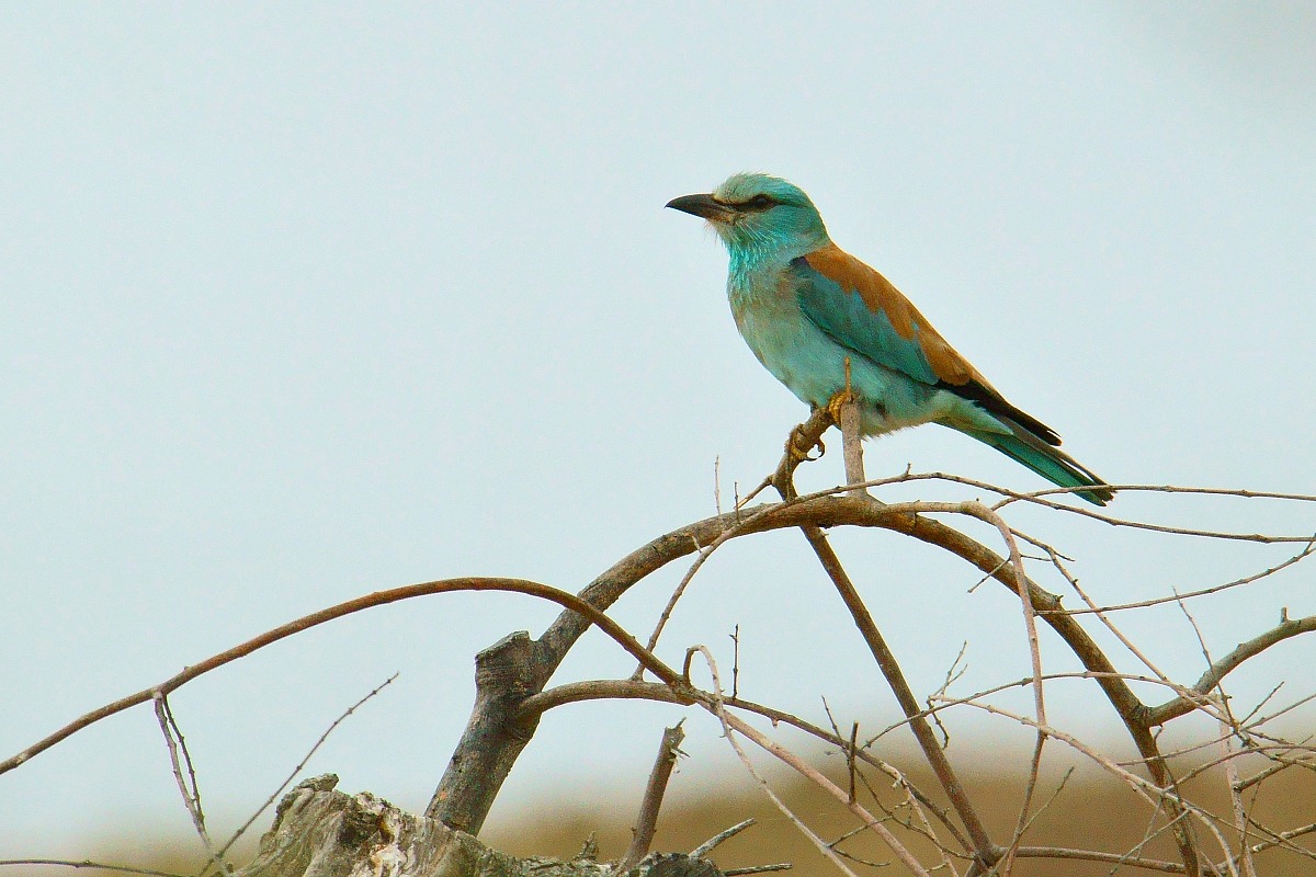 European roller
