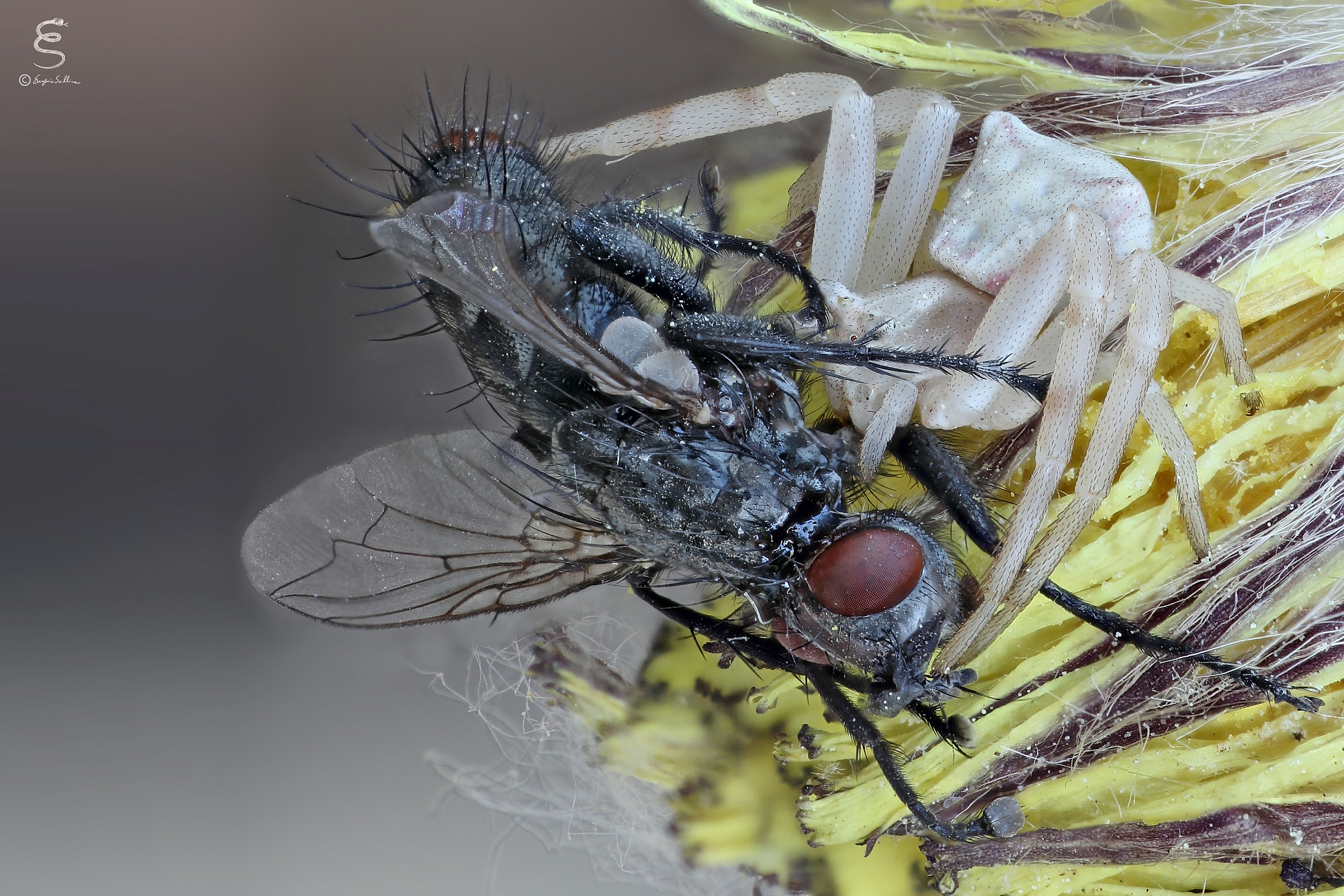 Thomisus onustus that prey a fly