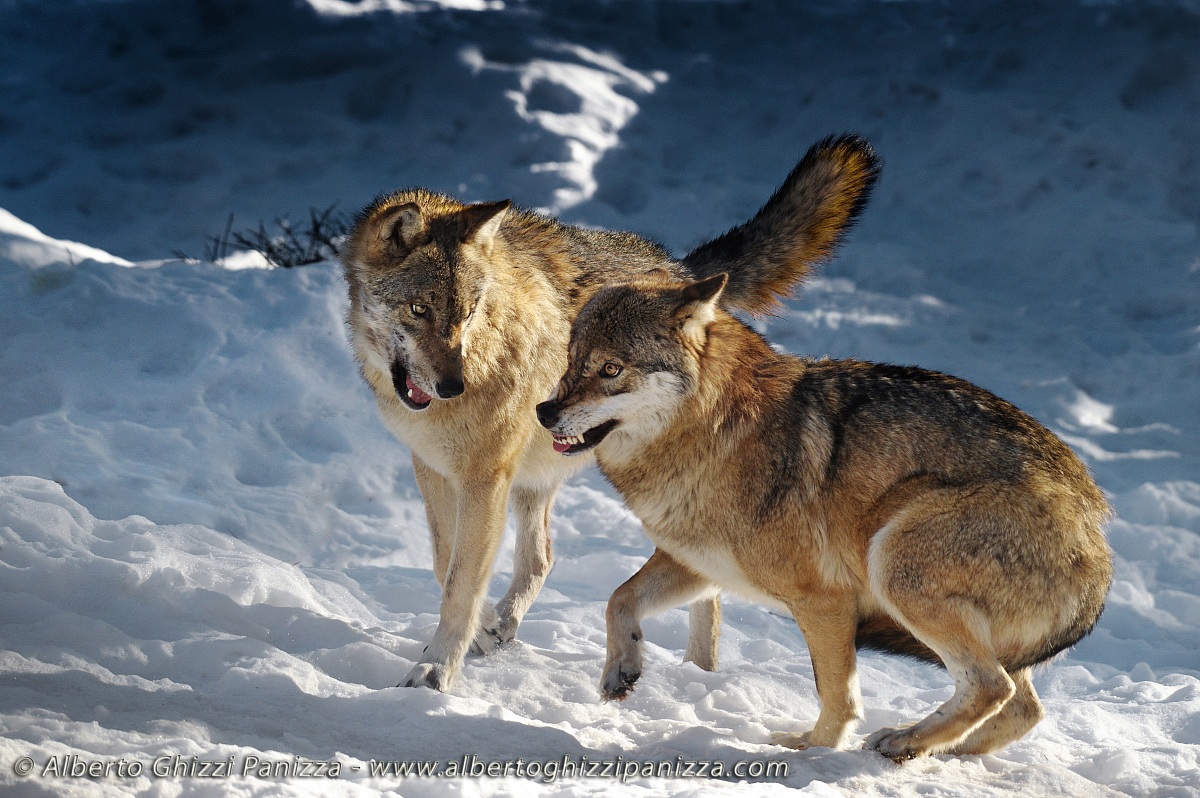 Fight between wolves