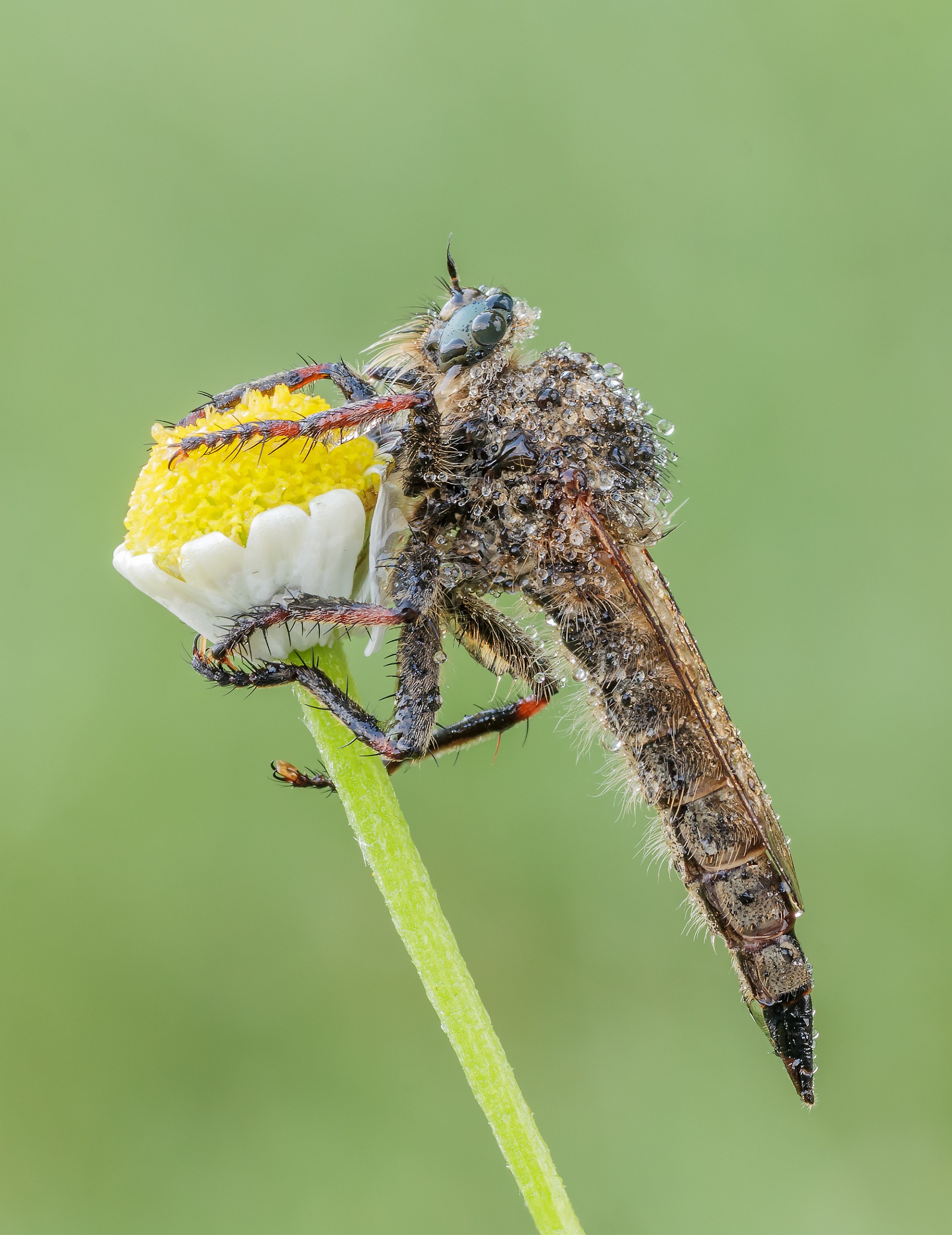 Asilide avvinghiato...